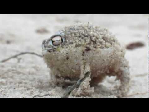 Worlds Cutest Frog – Desert Rain Frog