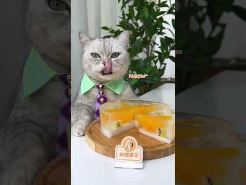 Chef ChangAn: Best Orange Jelly Cake ,Don't Miss!🍊 | Homade Dessert Recipe | Cute Cat Video #Shorts