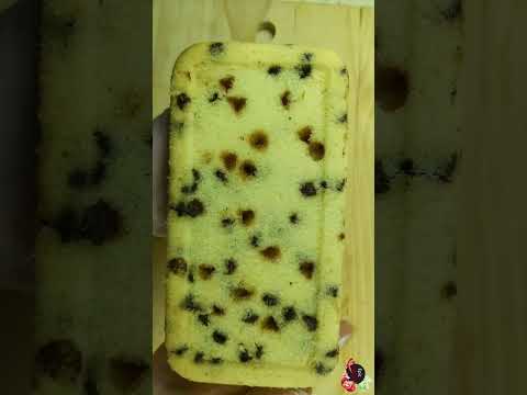 How to make Chocolate Chips Cake at home/ Homemade Cake Recipe/#shorts/#youtubeshorts